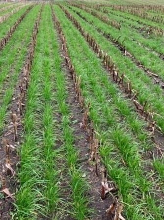 Gaspardo ***CropSeed*** Frøudstyr til radrenser - Послеуборочное оборудование: фото 5 Gaspardo ***CropSeed*** Frøudstyr til radrenser - Послеуборочное оборудование: фото 5