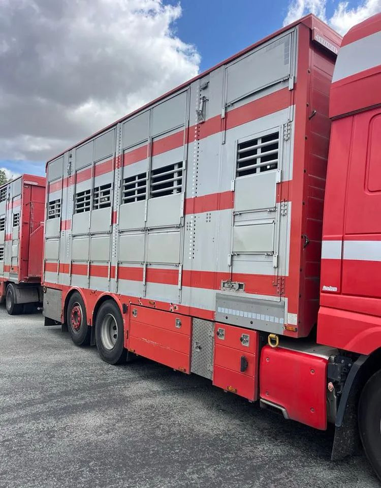 DAF XF 530 + Przyczepa Pezzaoli - 3X Trzoda, 2 X Bydło I 3 poziomy I Podnoszony dach I Hydroburta I Osie Skrętne I Poidła I Wentylatory I Pilot Manualny | - Грузовик для перевозки животных: фото 3 DAF XF 530 + Przyczepa Pezzaoli - 3X Trzoda, 2 X Bydło I 3 poziomy I Podnoszony dach I Hydroburta I Osie Skrętne I Poidła I Wentylatory I Pilot Manualny | - Грузовик для перевозки животных: фото 3