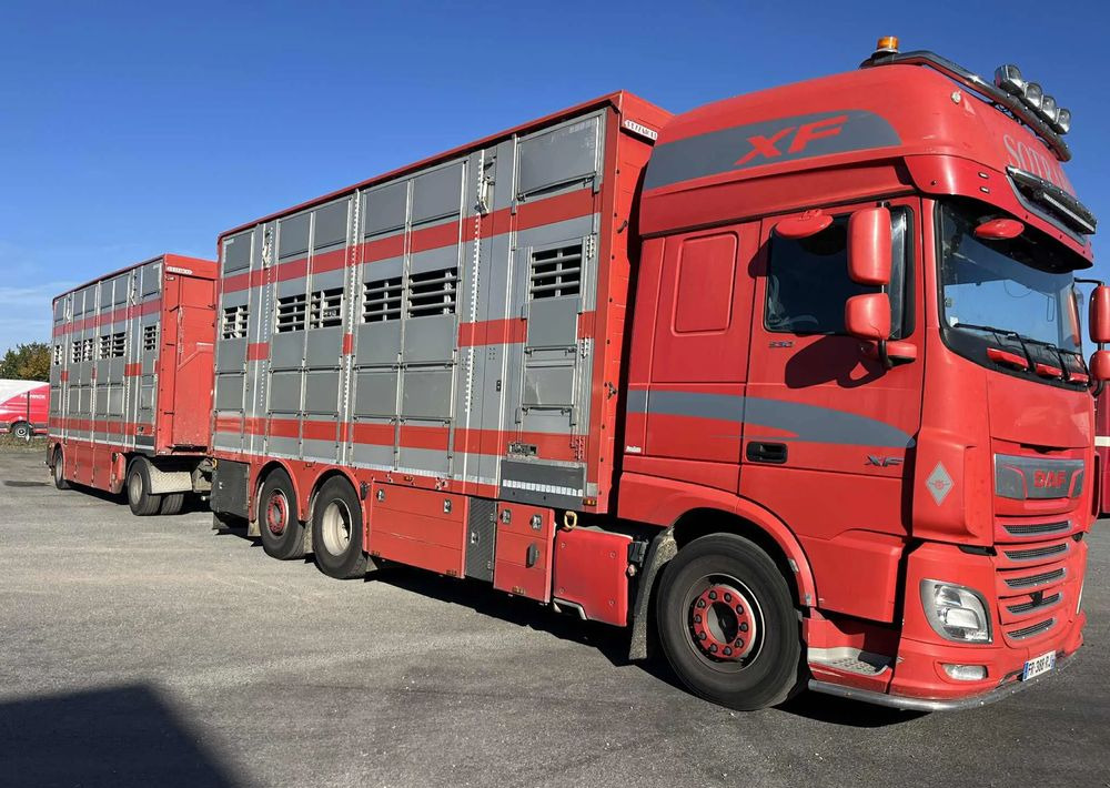 DAF XF 530 + Przyczepa Pezzaoli - 3X Trzoda, 2 X Bydło I 3 poziomy I Podnoszony dach I Hydroburta I Osie Skrętne I Poidła I Wentylatory I Pilot Manualny | - Грузовик для перевозки животных: фото 2 DAF XF 530 + Przyczepa Pezzaoli - 3X Trzoda, 2 X Bydło I 3 poziomy I Podnoszony dach I Hydroburta I Osie Skrętne I Poidła I Wentylatory I Pilot Manualny | - Грузовик для перевозки животных: фото 2