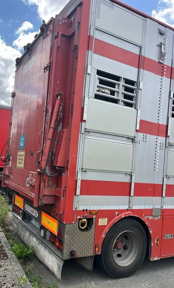 DAF XF 530 + Przyczepa Pezzaoli - 3X Trzoda, 2 X Bydło I 3 poziomy I Podnoszony dach I Hydroburta I Osie Skrętne I Poidła I Wentylatory I Pilot Manualny | - Грузовик для перевозки животных: фото 5 DAF XF 530 + Przyczepa Pezzaoli - 3X Trzoda, 2 X Bydło I 3 poziomy I Podnoszony dach I Hydroburta I Osie Skrętne I Poidła I Wentylatory I Pilot Manualny | - Грузовик для перевозки животных: фото 5