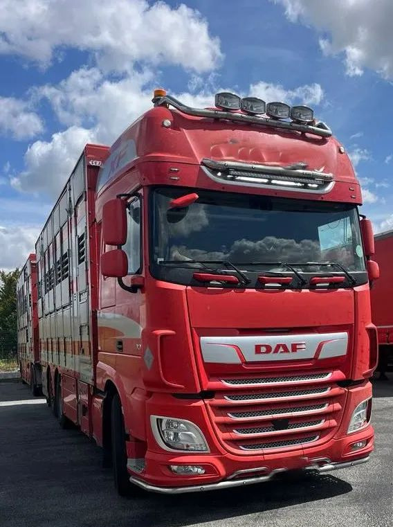 DAF XF 530 + Przyczepa Pezzaoli - 3X Trzoda, 2 X Bydło I 3 poziomy I Podnoszony dach I Hydroburta I Osie Skrętne I Poidła I Wentylatory I Pilot Manualny | - Грузовик для перевозки животных: фото 1 DAF XF 530 + Przyczepa Pezzaoli - 3X Trzoda, 2 X Bydło I 3 poziomy I Podnoszony dach I Hydroburta I Osie Skrętne I Poidła I Wentylatory I Pilot Manualny | - Грузовик для перевозки животных: фото 1