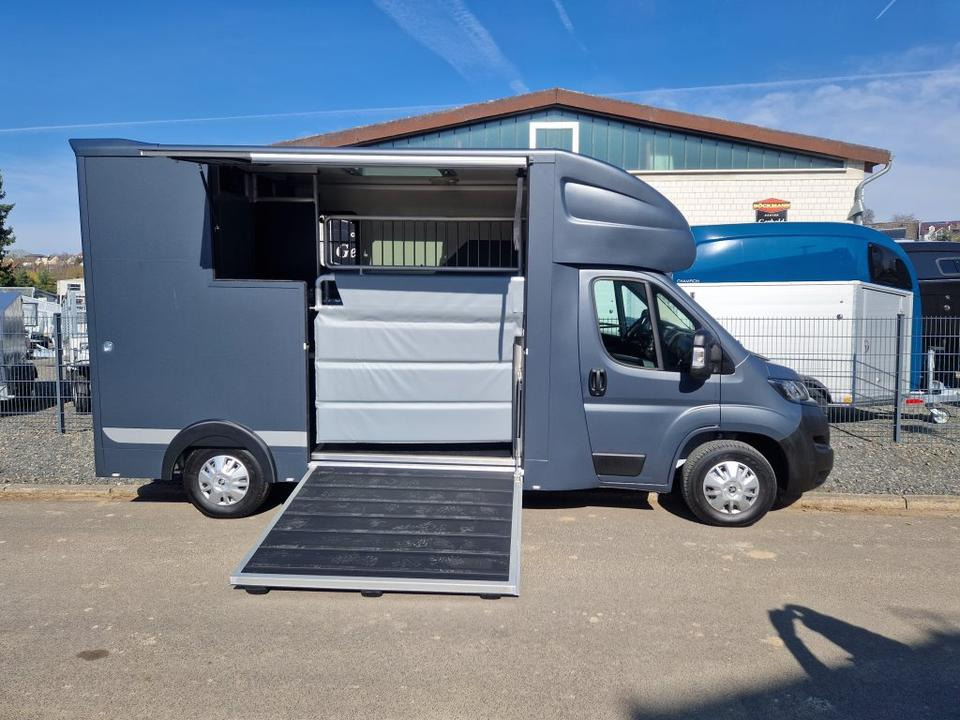 Коневоз MSG Stablehopper Pferdetransporter Pferdeanhänger Böckmann: фото 10